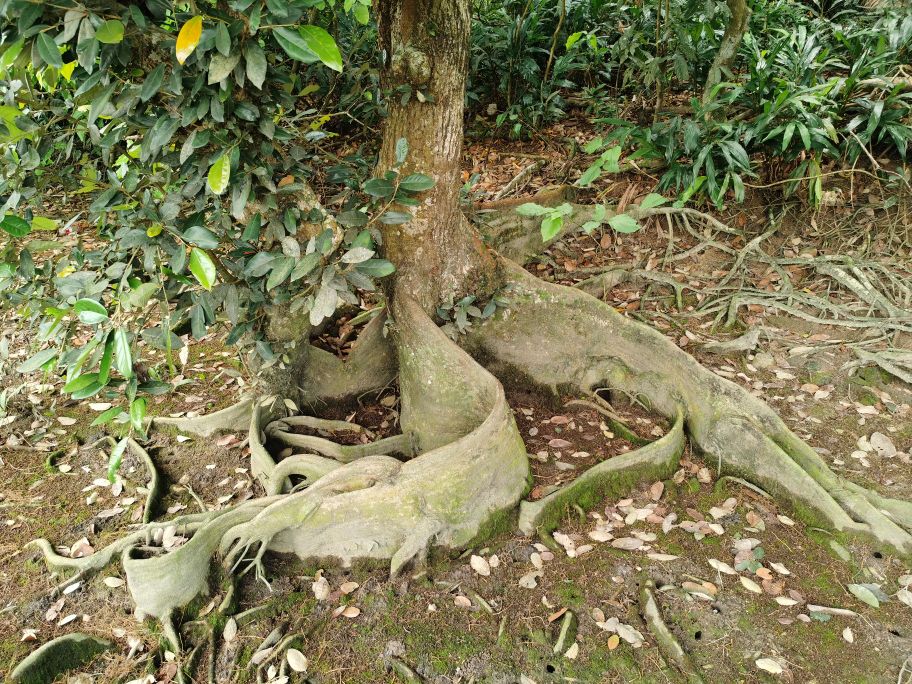 银叶树古树公园