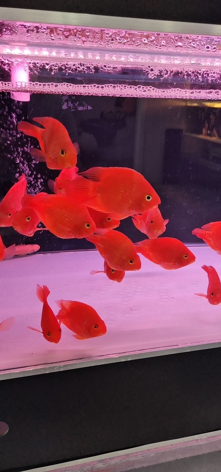星舟海檄之水族馆