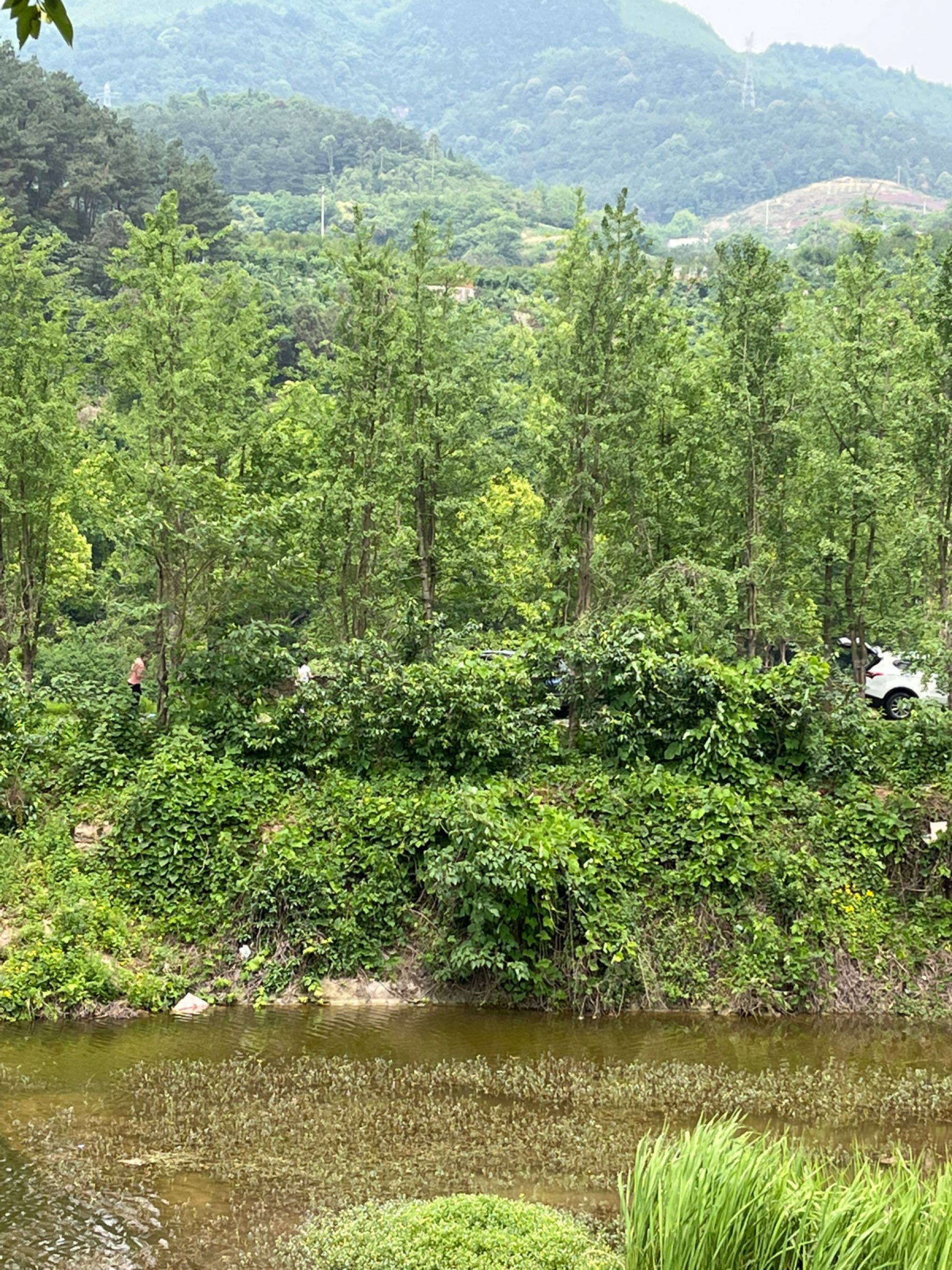 梅华岛