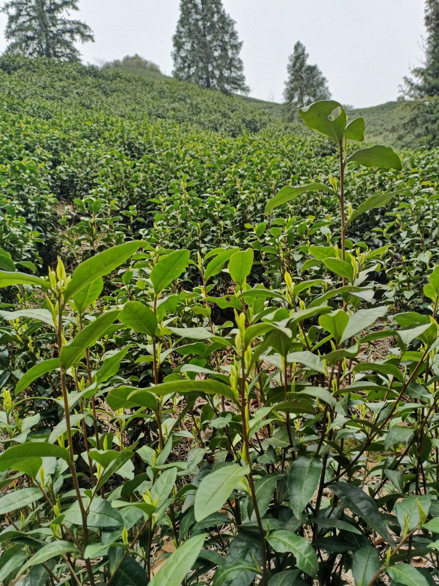 顶茗坊茶业