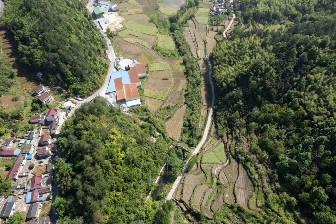 黄金田