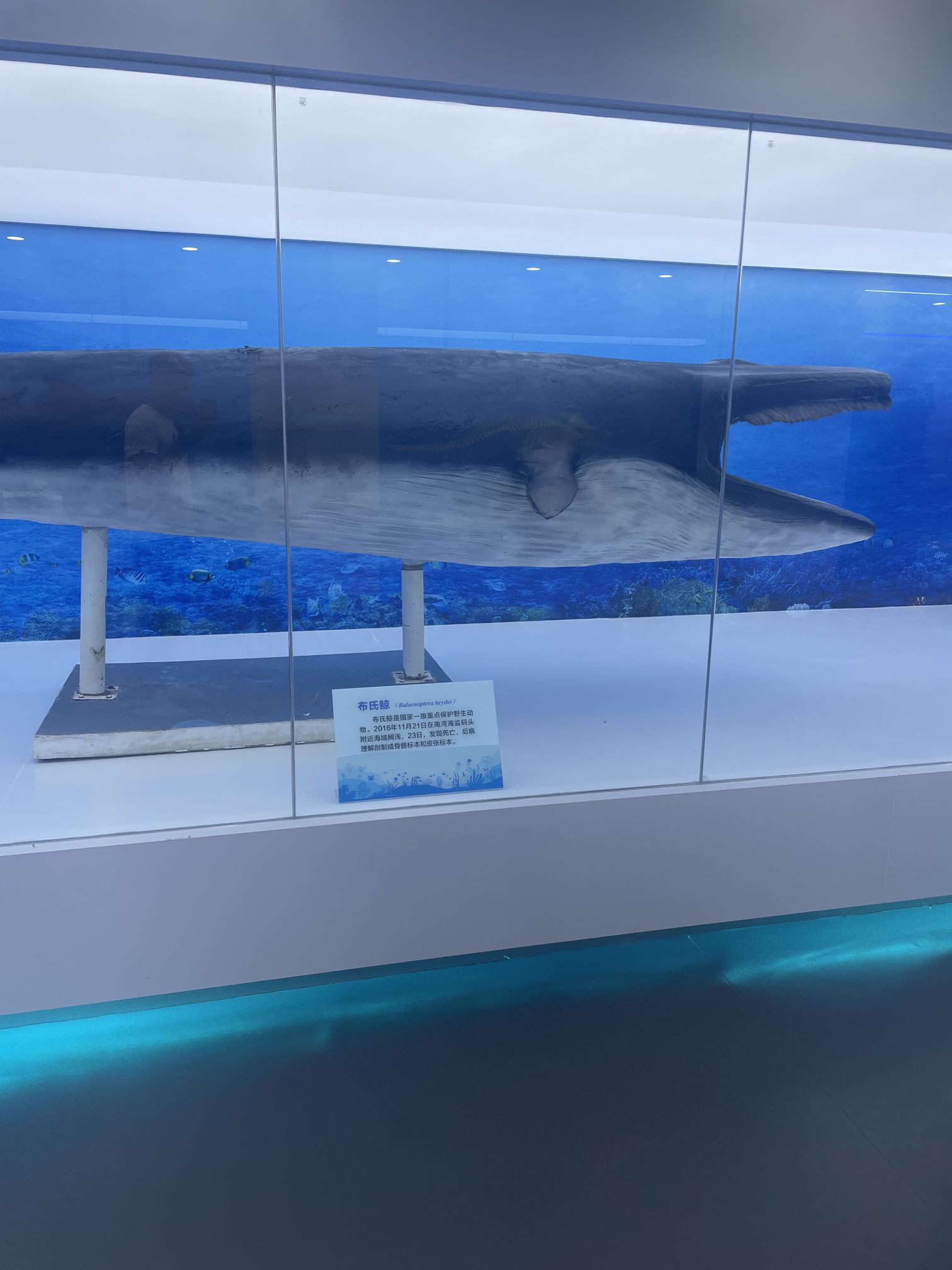 广西海洋生物多样性科普教育基地