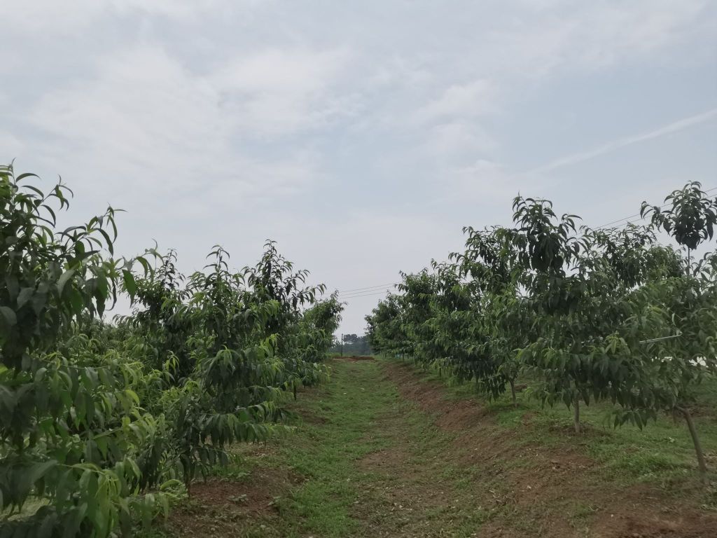 花果沺源采摘基地