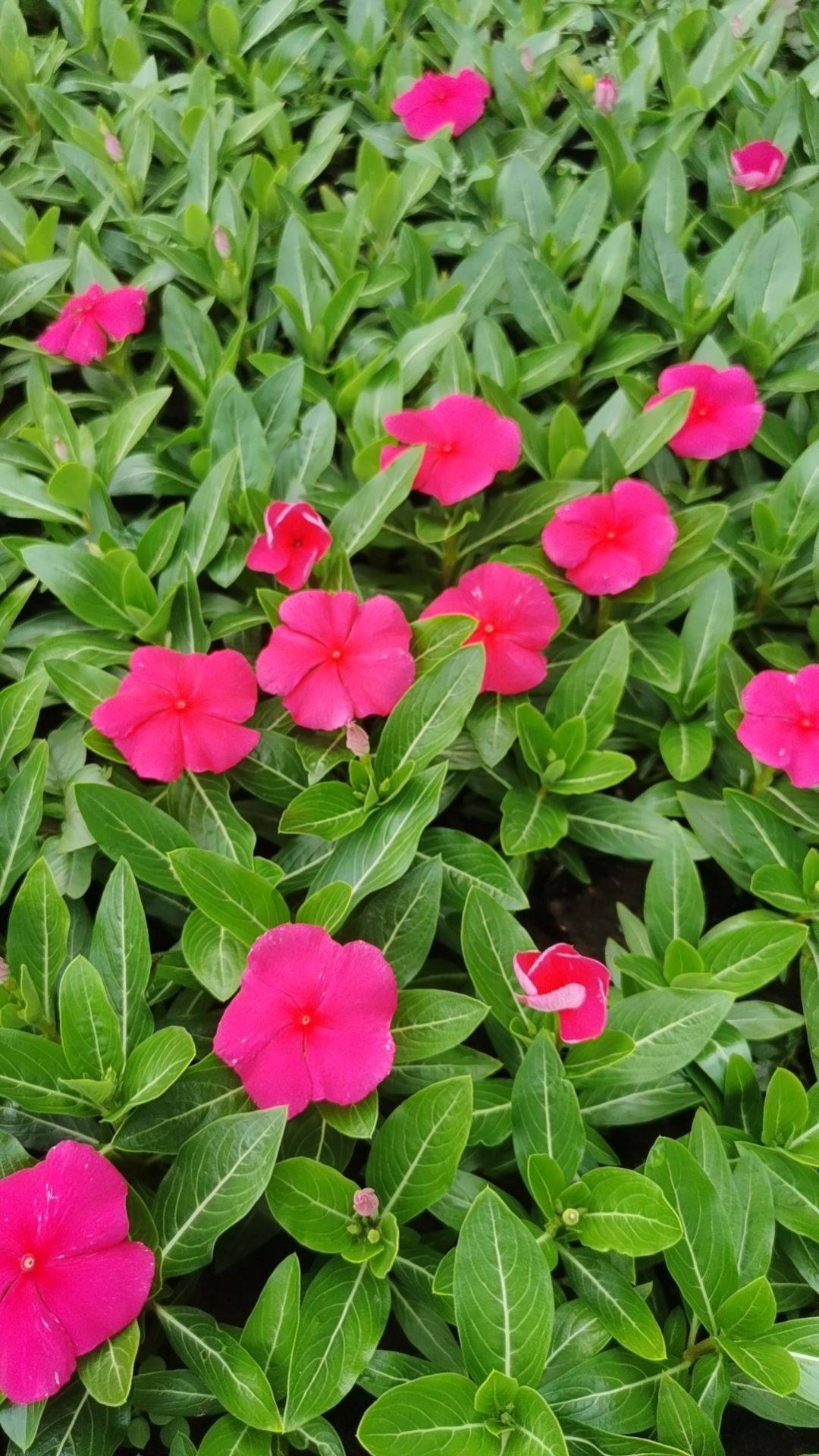 聚园春花圃