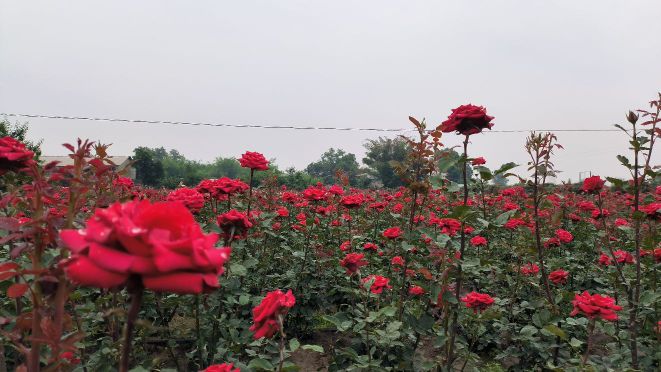 彭州市春田里蔬菜种植农民专业合作社