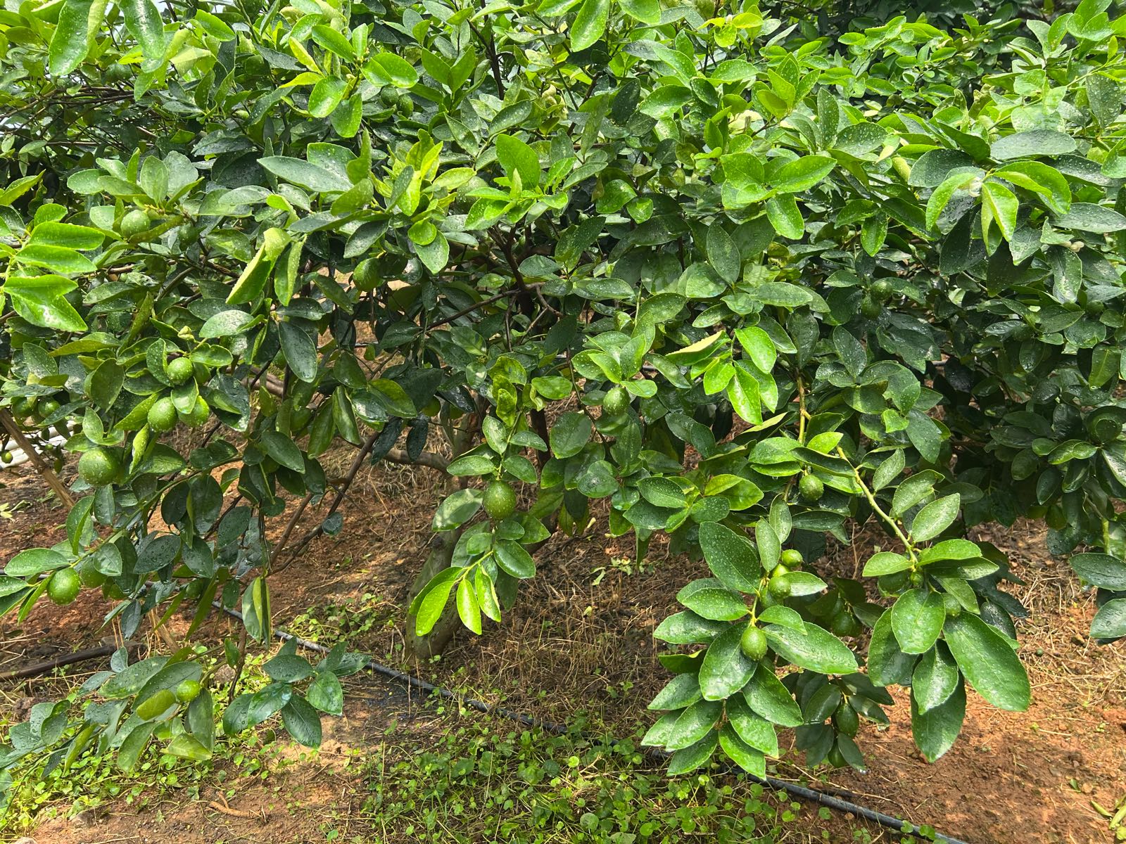 博罗县清玉生态山场(台湾青柠檬)