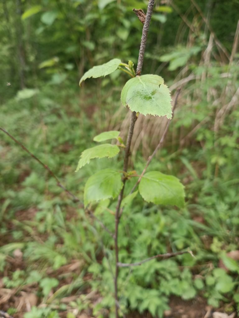 白桦林植物园