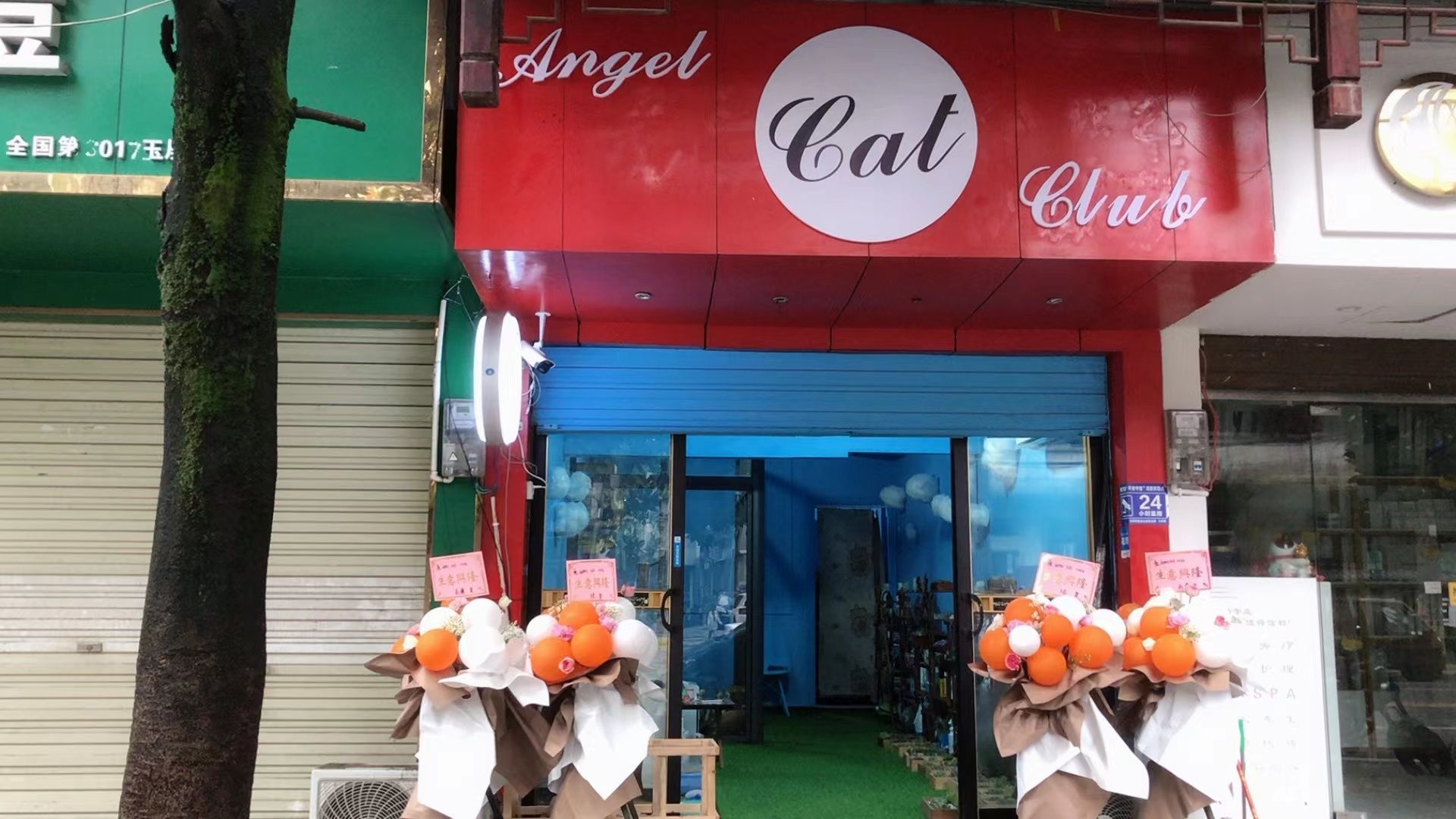 Angel Cat culup(宠物店)