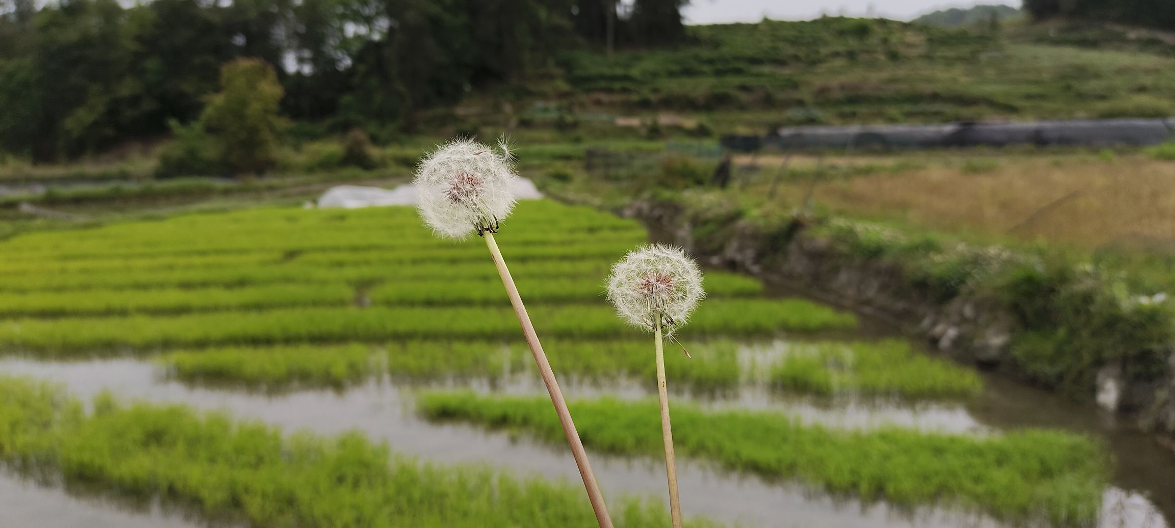 鸟王村