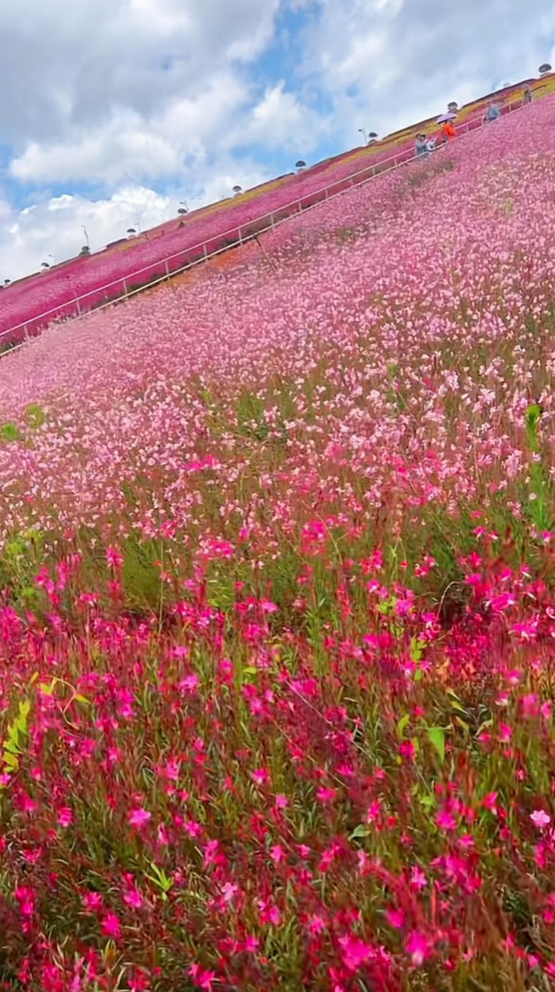 宁湖田原湿地