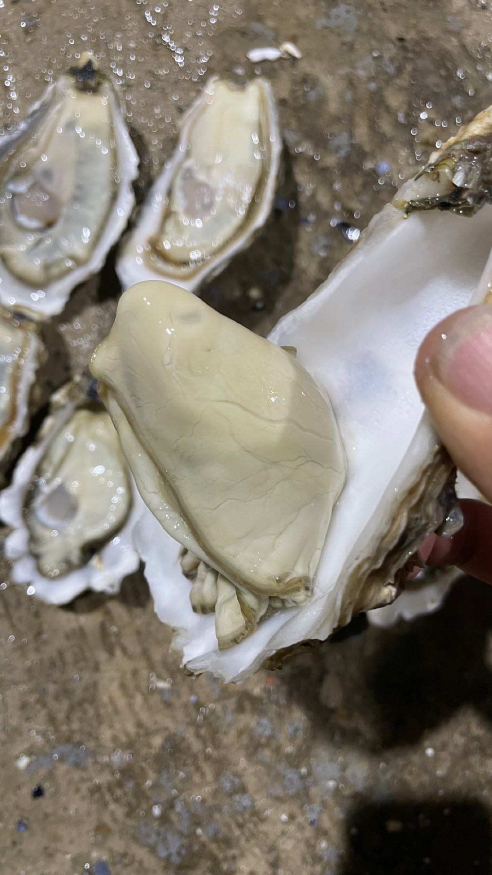 湛江沅霖蚝业-生蚝养殖批发