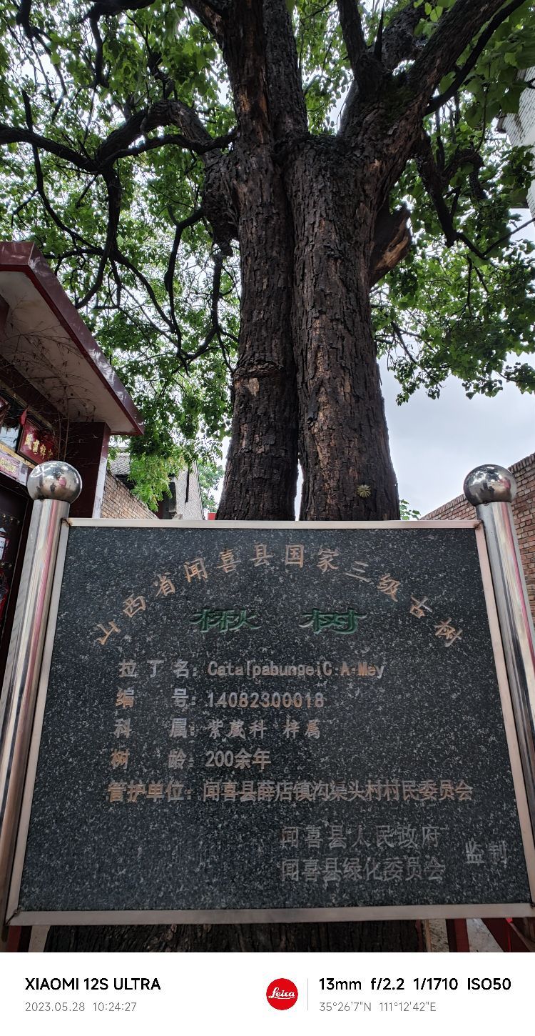 山西省闻喜县国家三级古树楸树