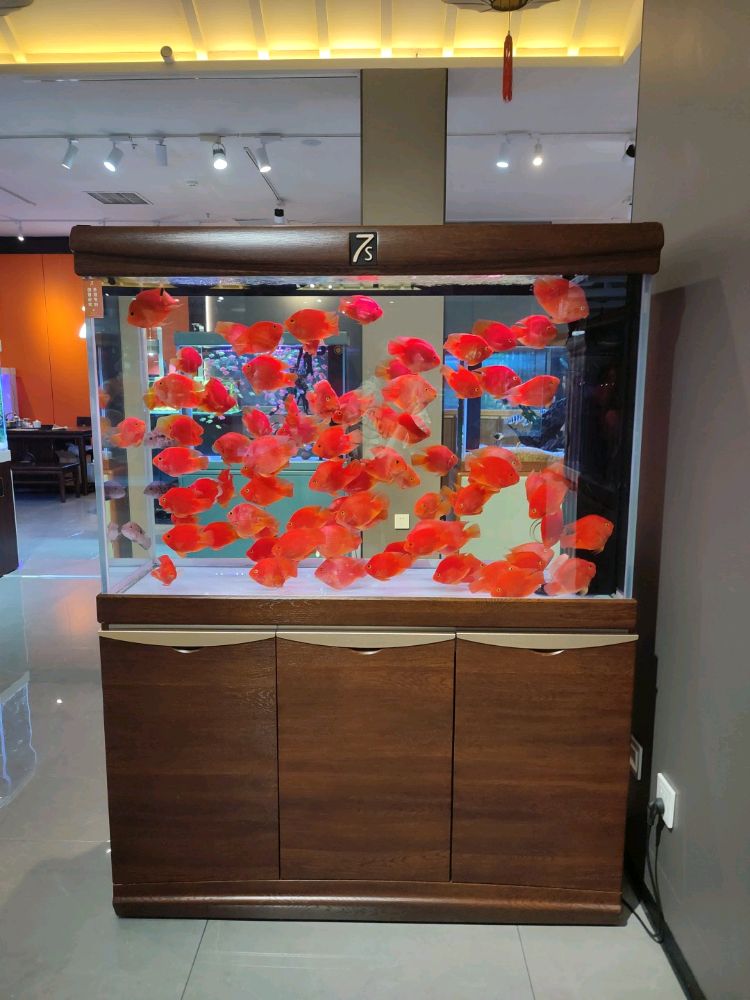 怀特七m水族(众创大厦店)