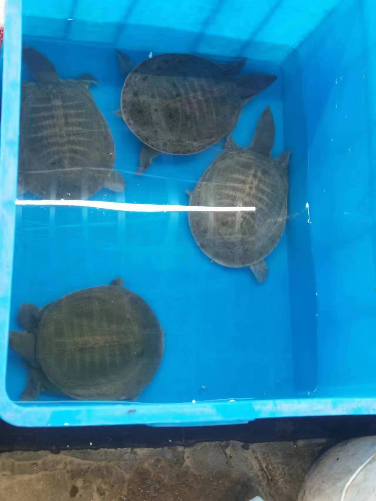 晟兴海鲜水产