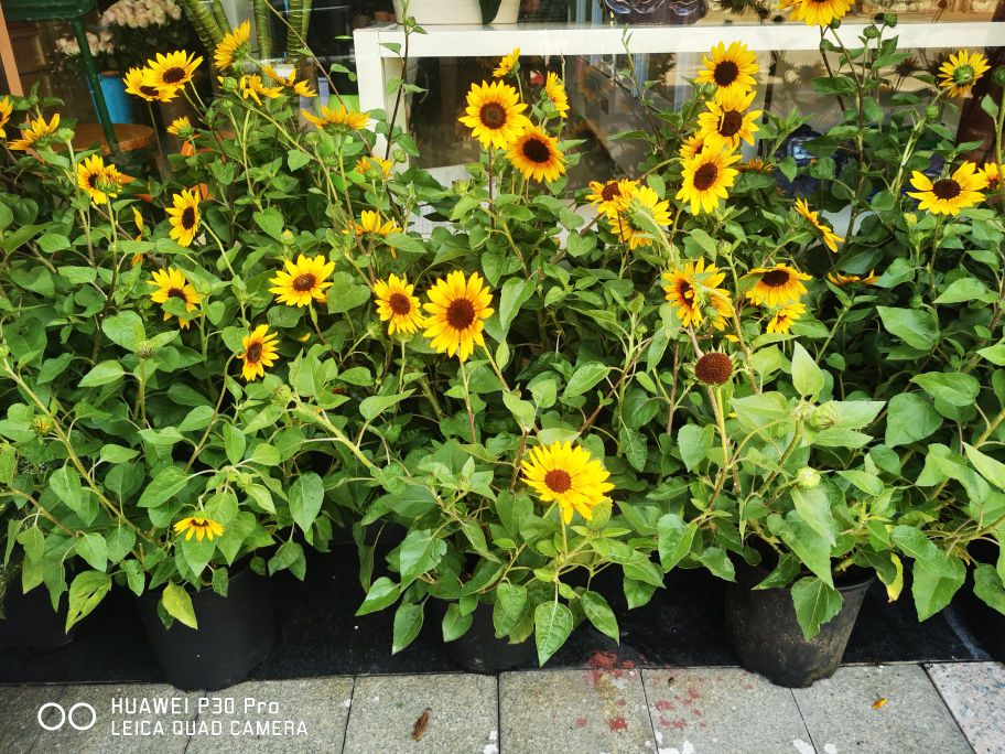 凯英花店(江临世家店)