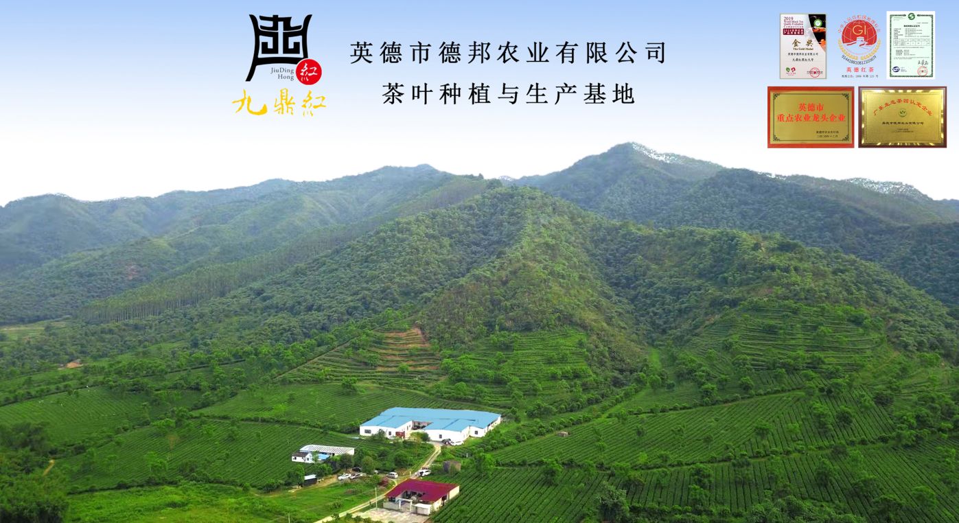 九鼎红茶叶基地