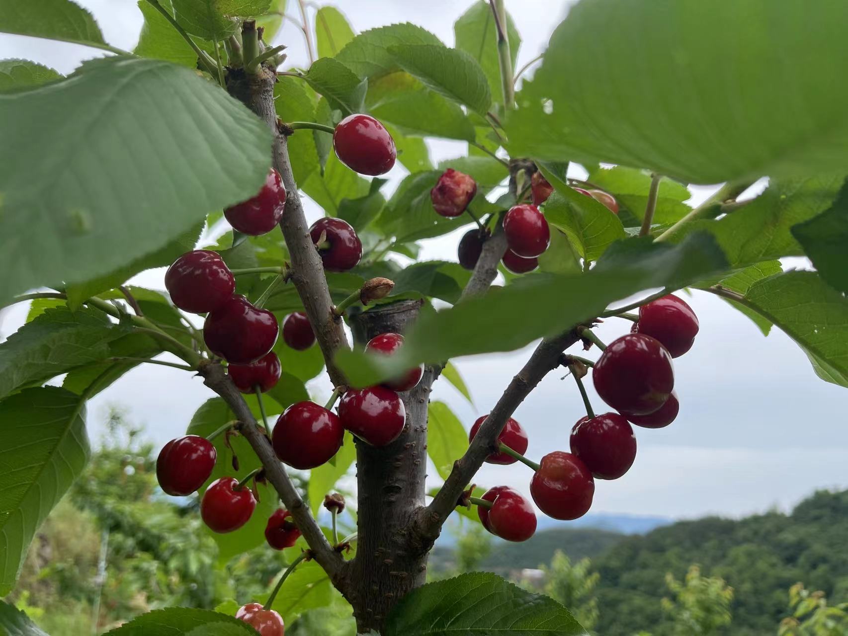 万源市蜀益农种植专业和作社