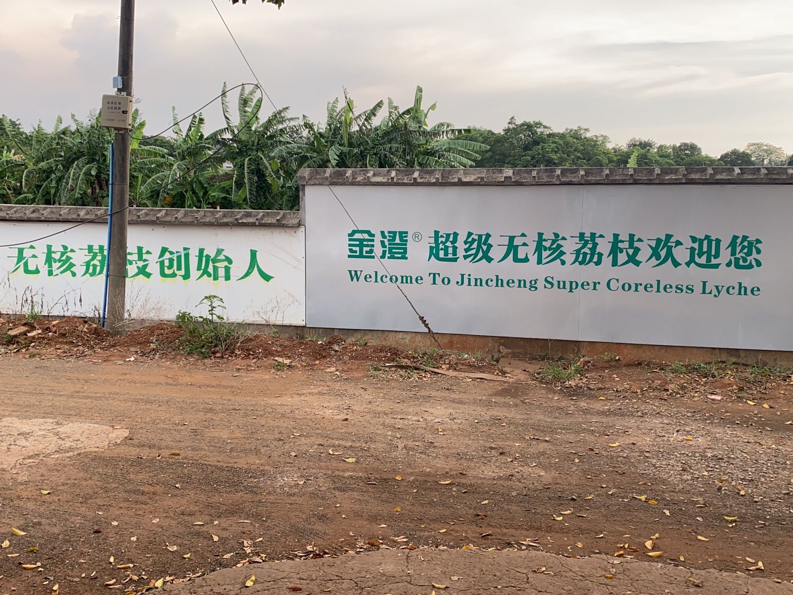 金澄超级无核荔枝基地