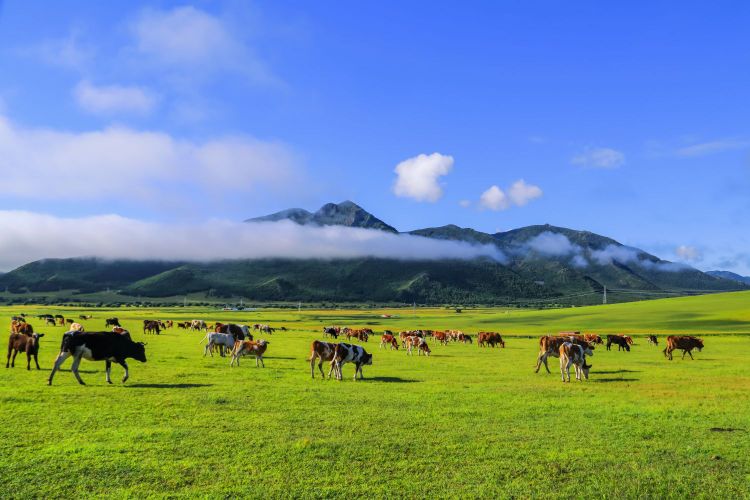 黑羊山旅游度家区