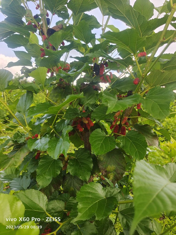 郭仔生态桑葚采摘园