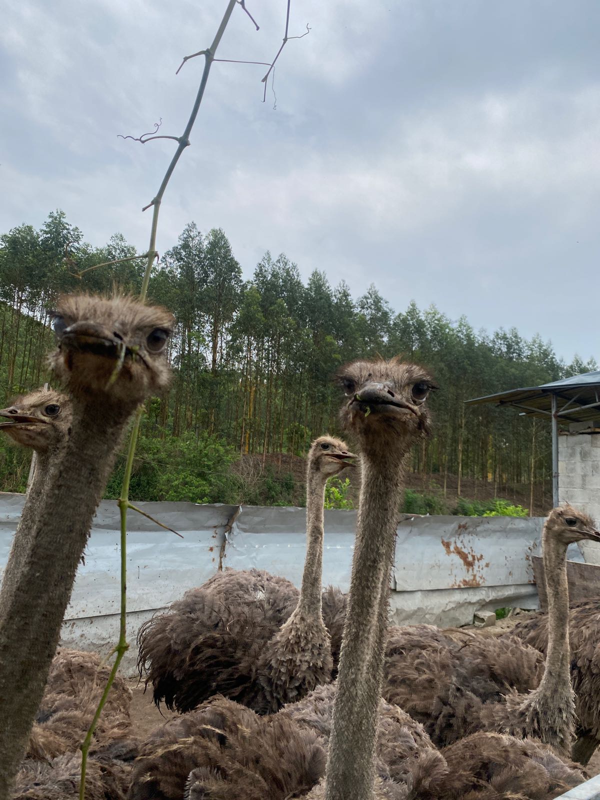 那聊专业合作社