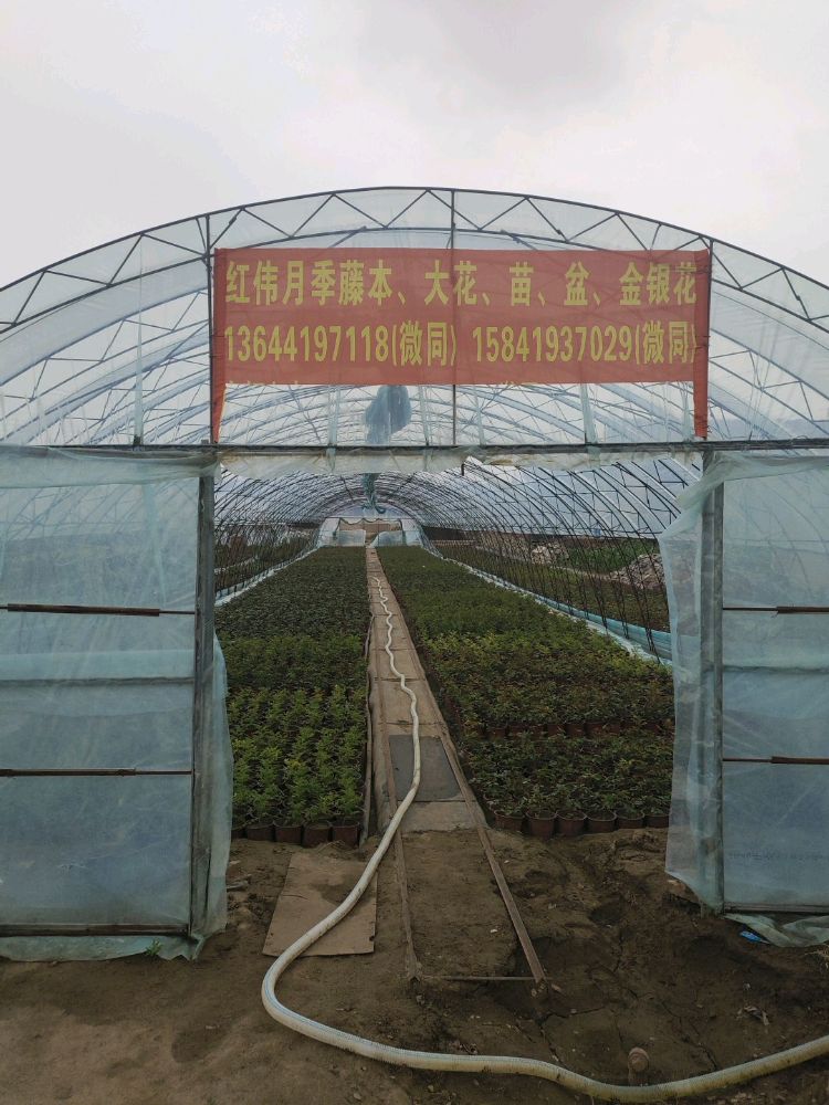 红月季销苗盆迷本花藤金花伟银大