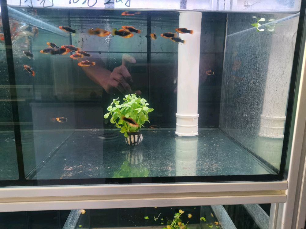 圈阡篪茺乐鱼水族(文兴东路)