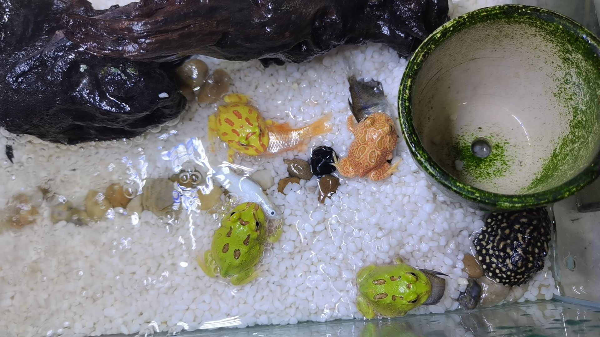 鱼跃园水族店