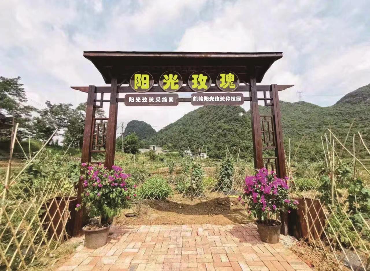 凯峰阳关玫瑰种植园