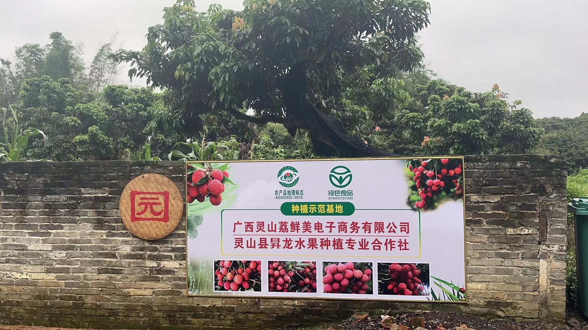 灵山县升龙水果种植专业合作社果园基地