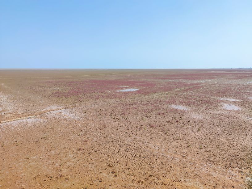 东营红滩湿地旅油区