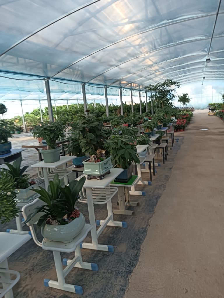 渭北花卉苗木基地