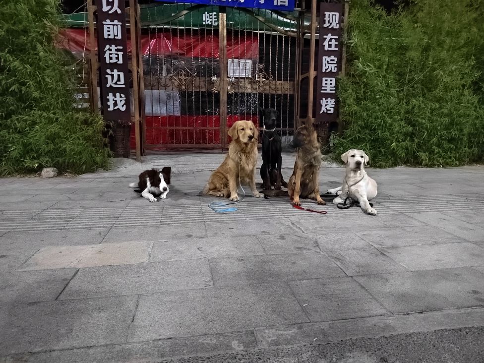 宠伴都市伴侣犬行为调整中心