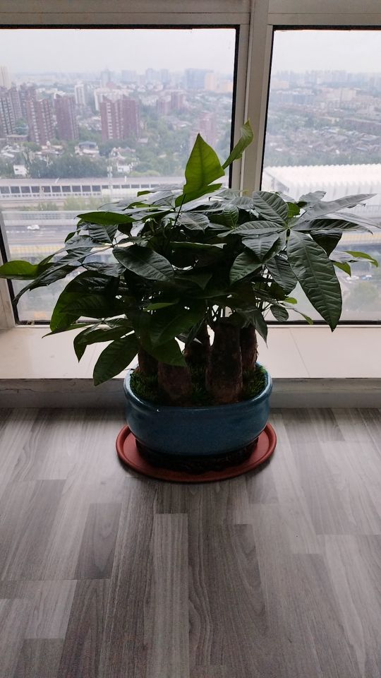 连源花木花卉绿植鲜花水族观赏鱼