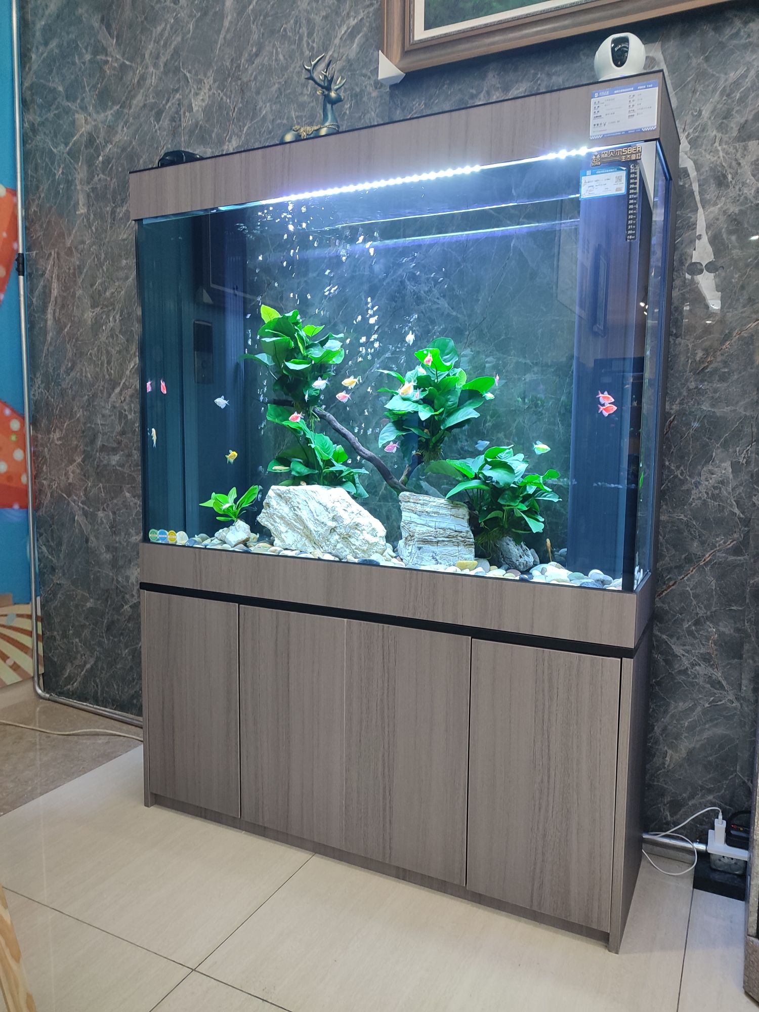 森贝尔生态鱼缸水族定制造景