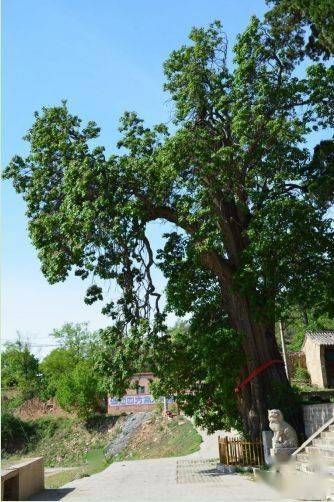 柏枝山扶苏祖庙风景区