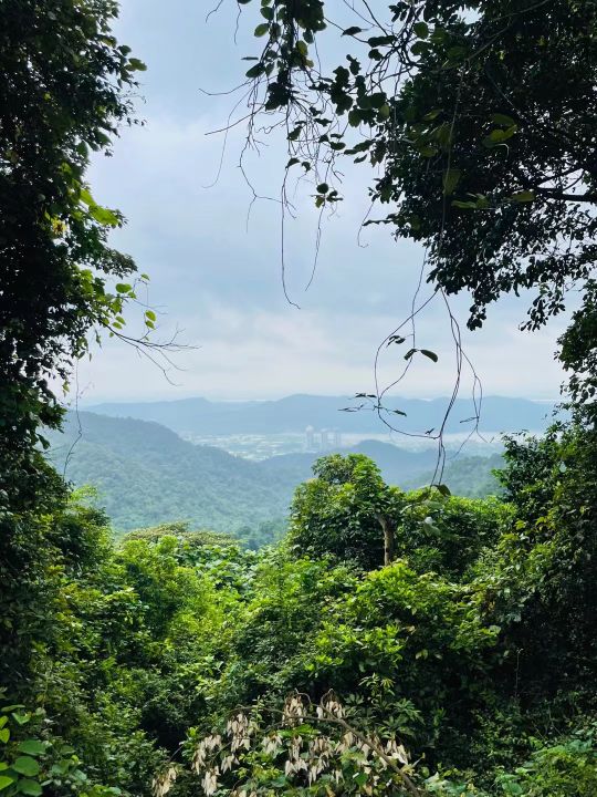 旺珠大陟大馍南山森林文化公园