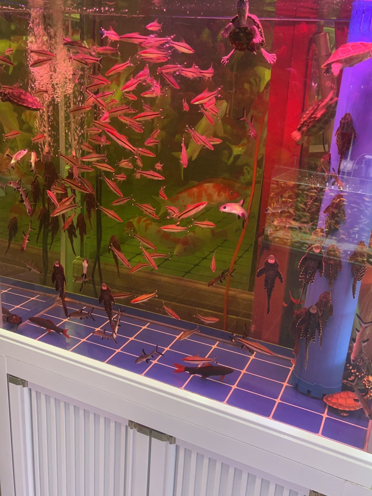 南方生态水族馆(雅阁瑞普家居汇展中心店)