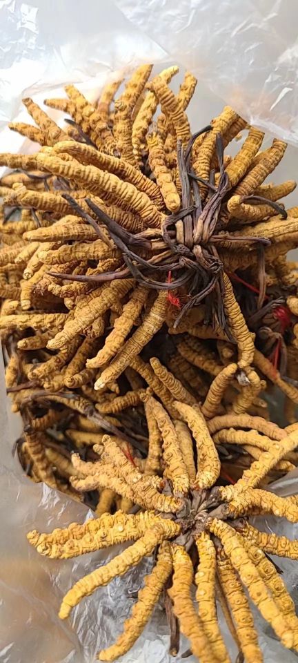 卓越回收烟酒茅台酒礼品冬虫夏草回收