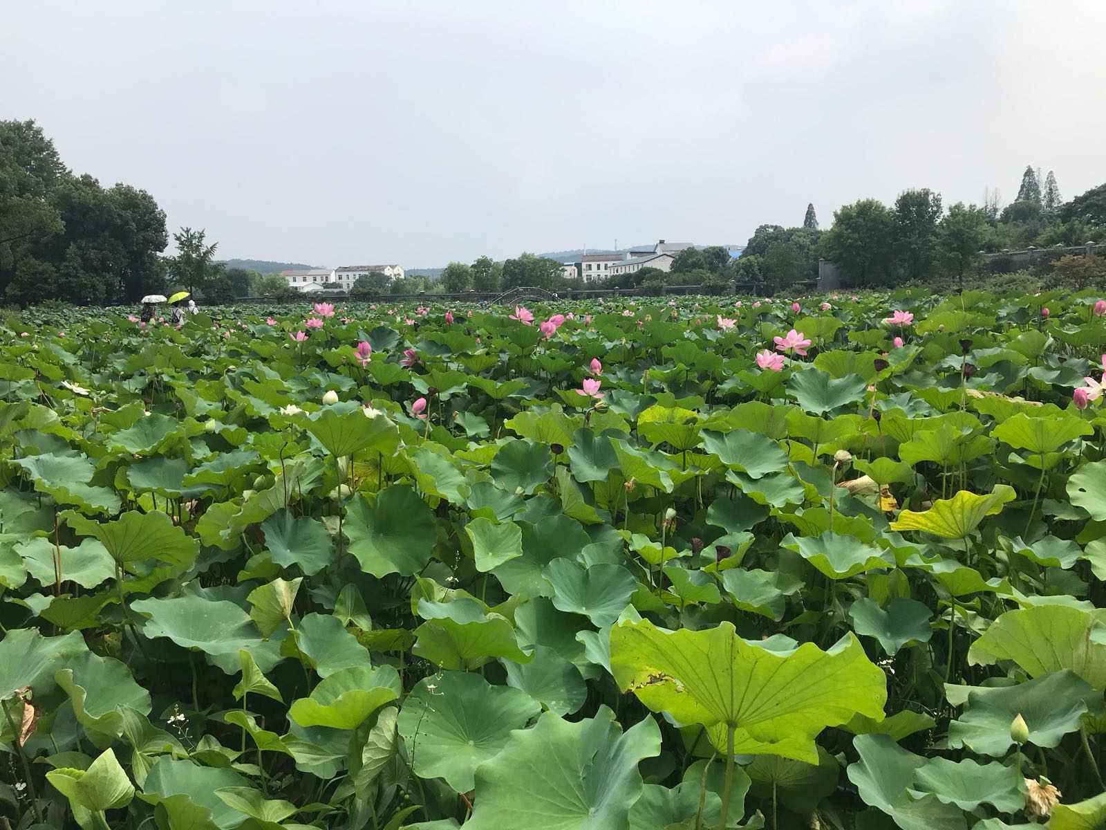 荷花展示区