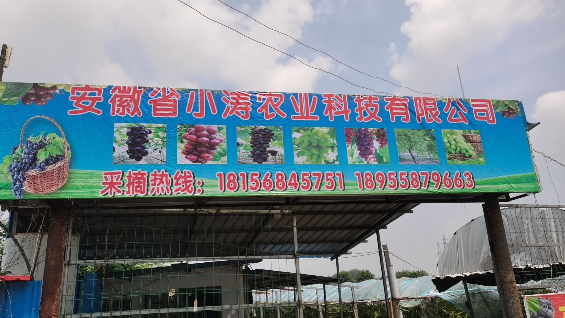安徽小涛葡萄采摘园