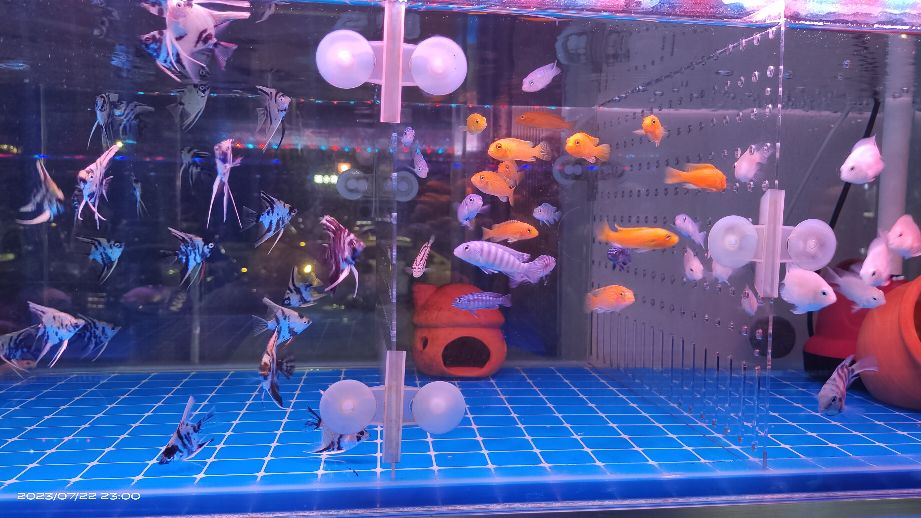 观赏鱼水族用品(台北城上城-南区店)