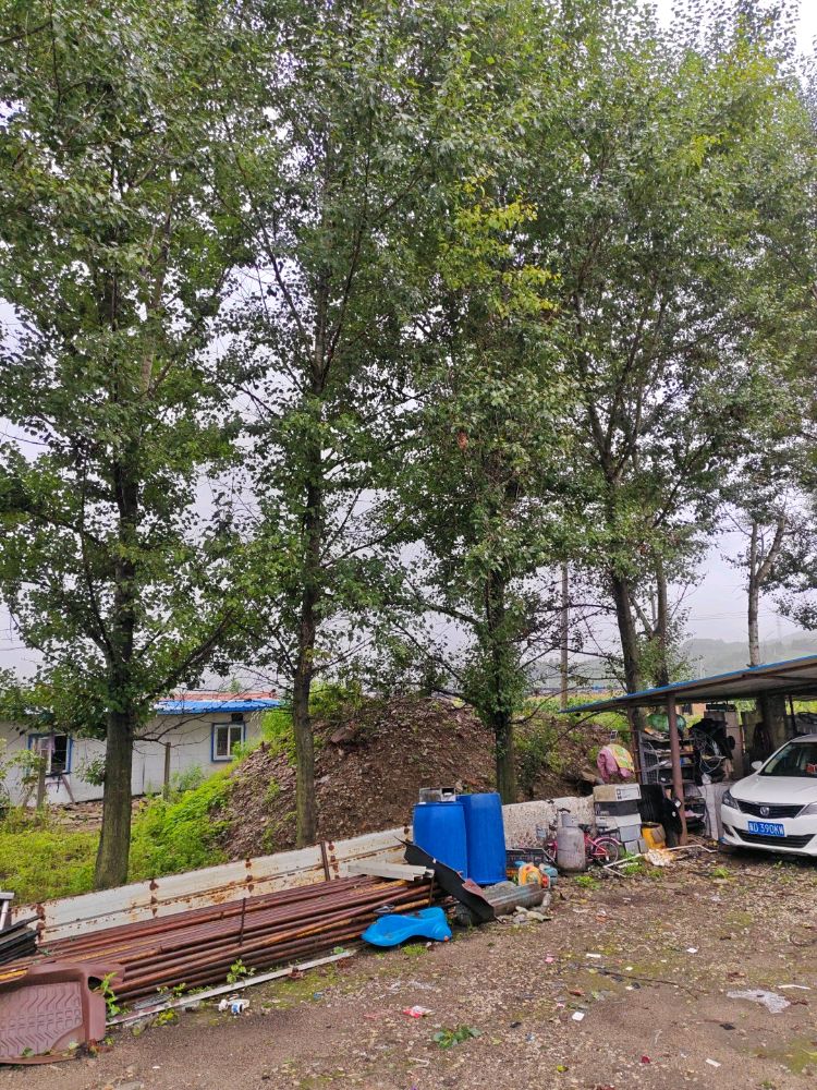 小杨废品收购站