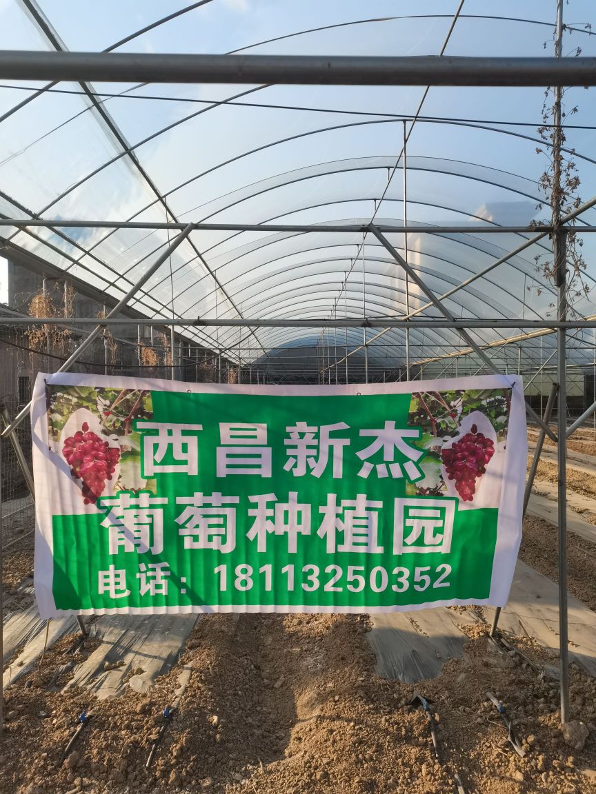 西昌新杰葡萄种植园