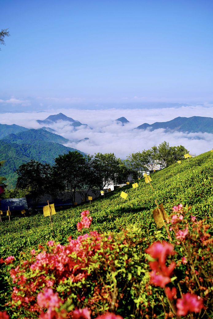 龙王山茶林场