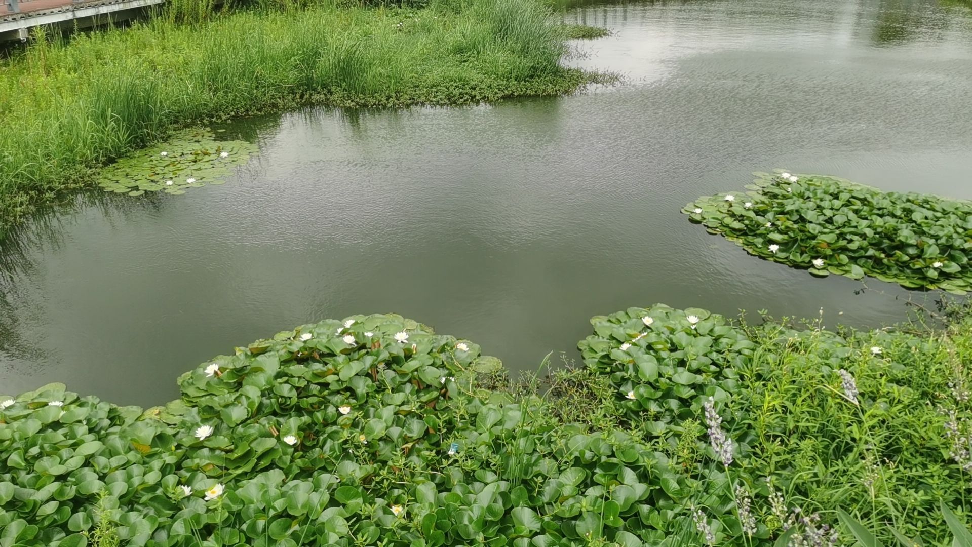 百里溪泉水鱼钓鱼