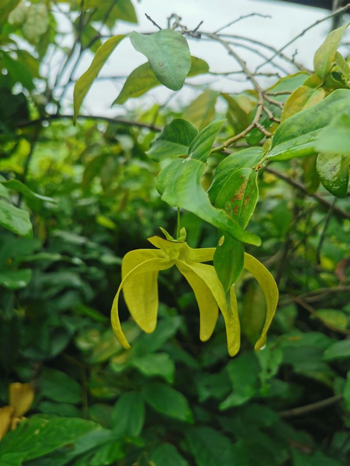 中国科学院西双版纳热带植物园-售票处