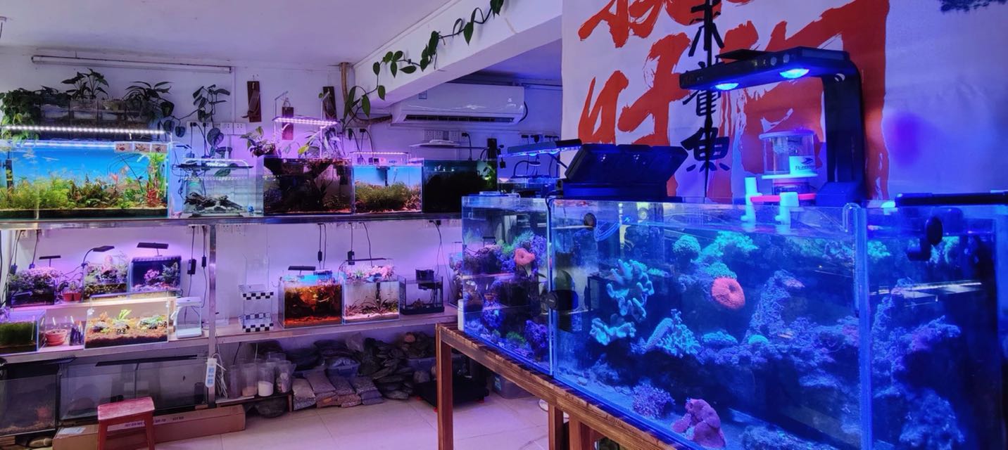 草禾鱼水族工作室