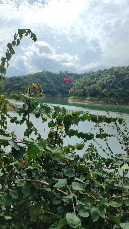 花滩林场