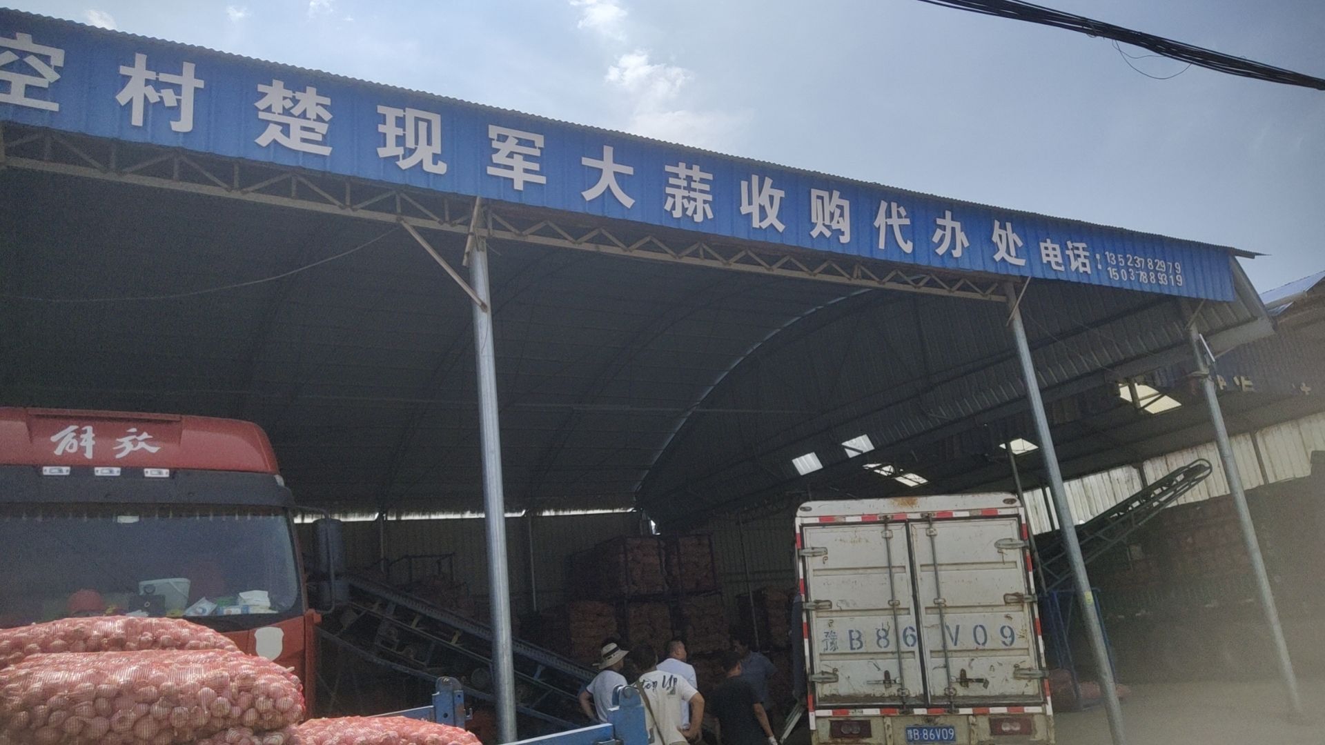 西空村楚现军大蒜收购代办处